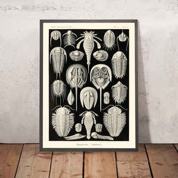 Cangrejo de herradura (Aspidonia Schildtiere) de Ernst Haeckel, 1904 