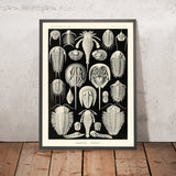 Horseshoe Crab (Aspidonia Schildtiere) by Ernst Haeckel, 1904