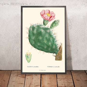 Ilustración botánica de Cactus Cochenillifer por Pierre-Joseph Redouté, 1827 