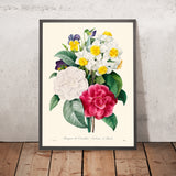 Camellia Narcissus Botanical Illustration by Pierre-Joseph Redouté, 1827