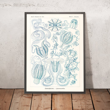 Méduse à peigne (Ctenophorae Kammquallen) par Ernst Haeckel, 1904 