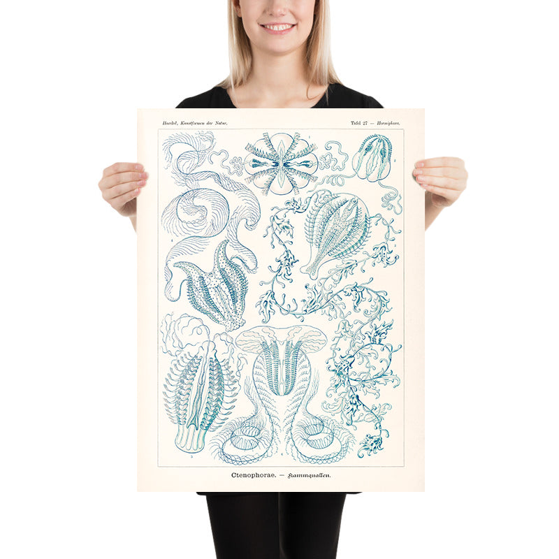 Kammquallen (Ctenophorae Kammquallen) von Ernst Haeckel, 1904 