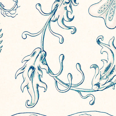 Kammquallen (Ctenophorae Kammquallen) von Ernst Haeckel, 1904 