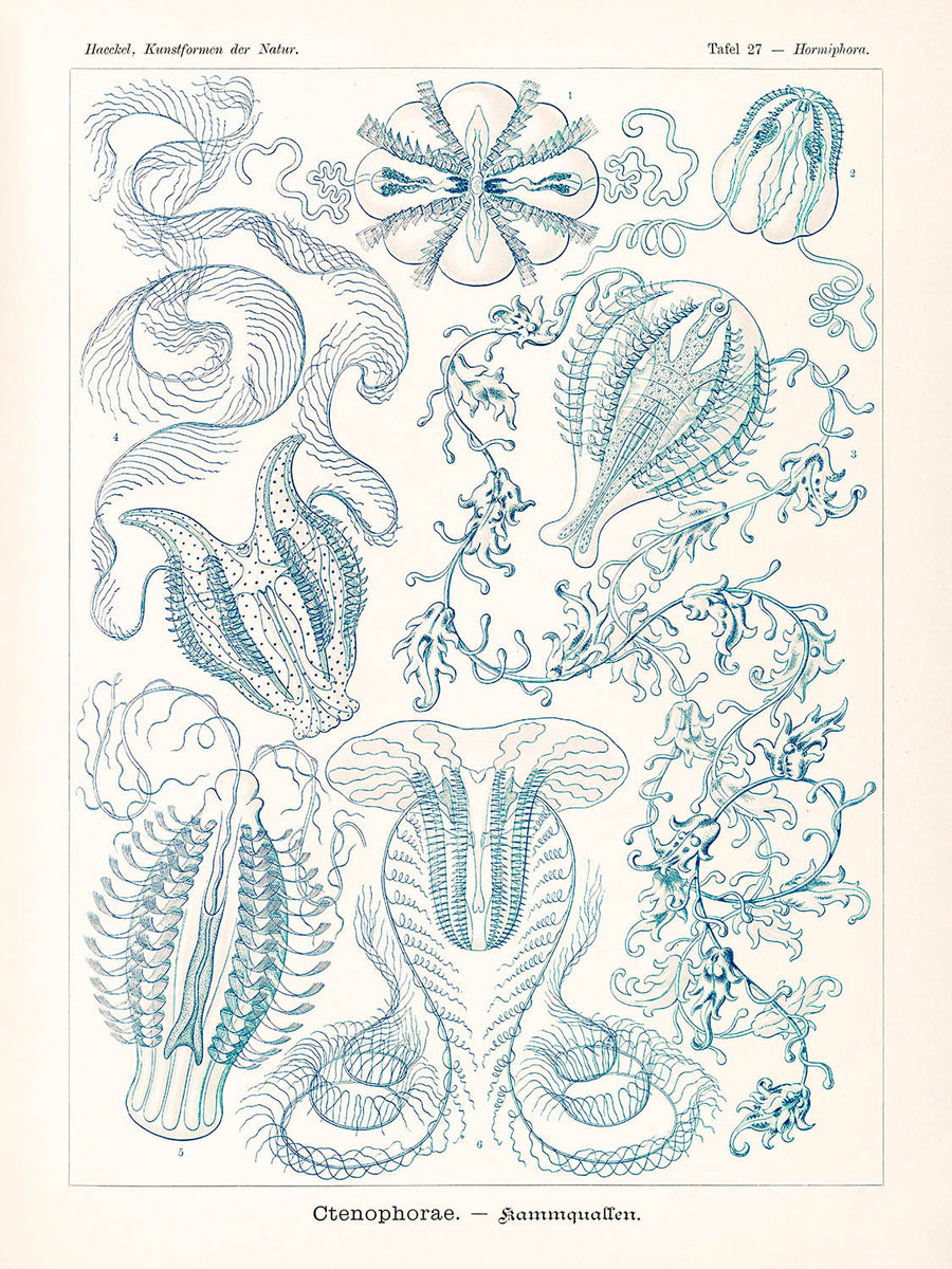 Medusa a campana (Ctenophorae Kammquallen) di Ernst Haeckel, 1904 