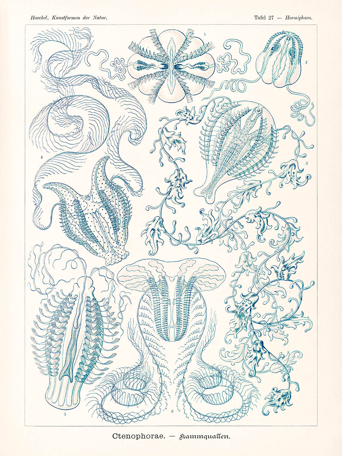 Kammquallen (Ctenophorae Kammquallen) von Ernst Haeckel, 1904 