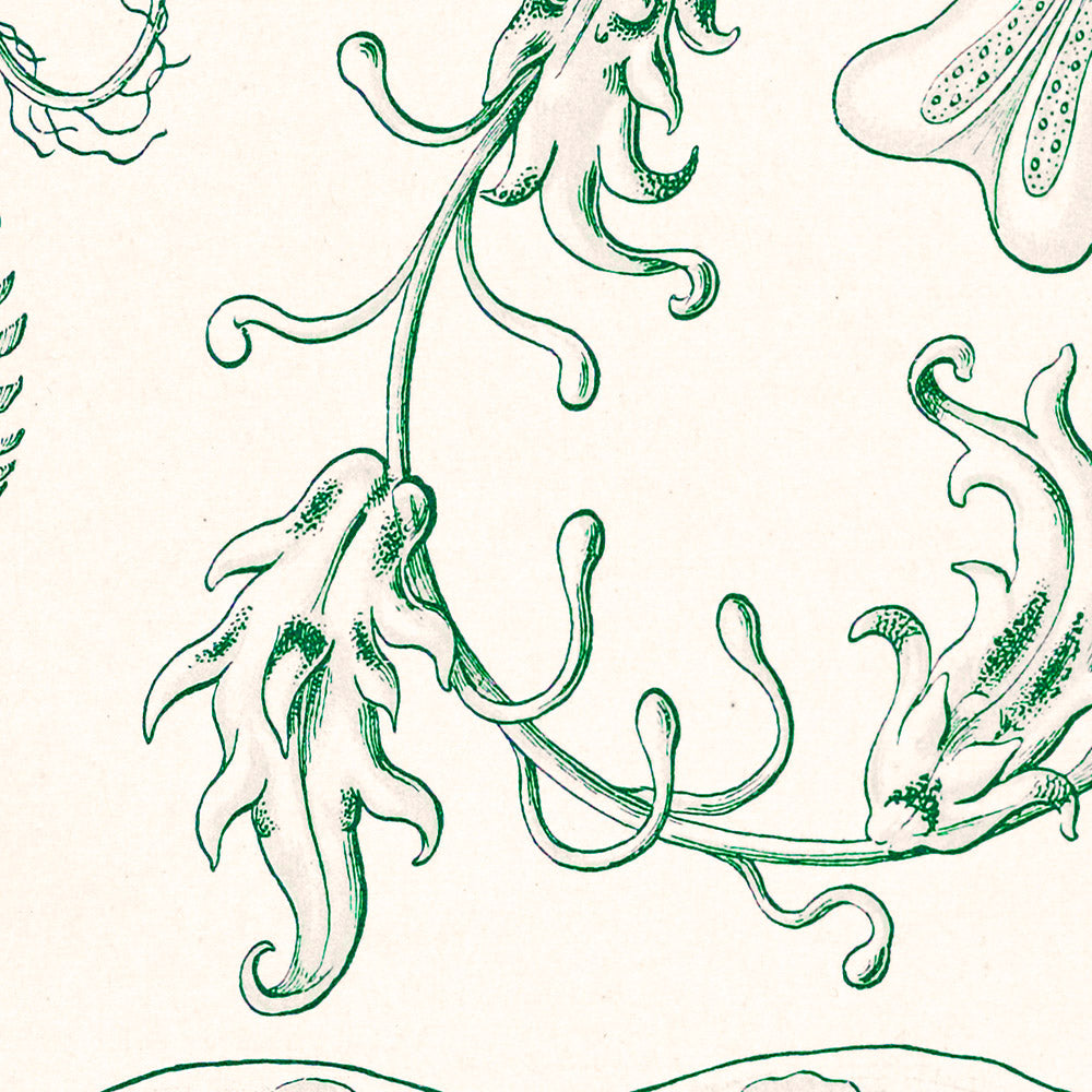 Kammquallen (Ctenophorae Kammquallen) von Ernst Haeckel, 1904 