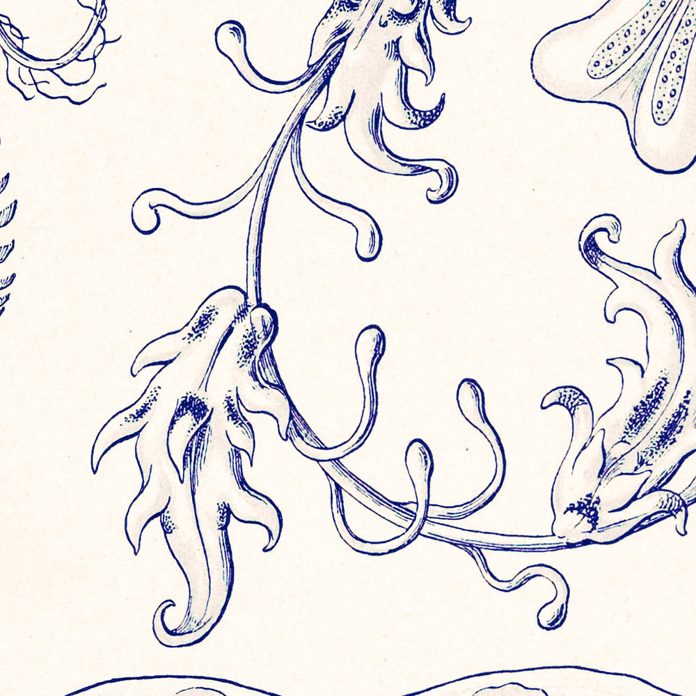 Kammquallen (Ctenophorae Kammquallen) von Ernst Haeckel, 1904 