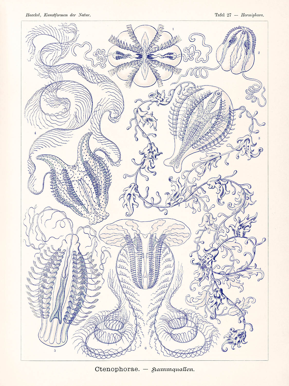 Kammquallen (Ctenophorae Kammquallen) von Ernst Haeckel, 1904 