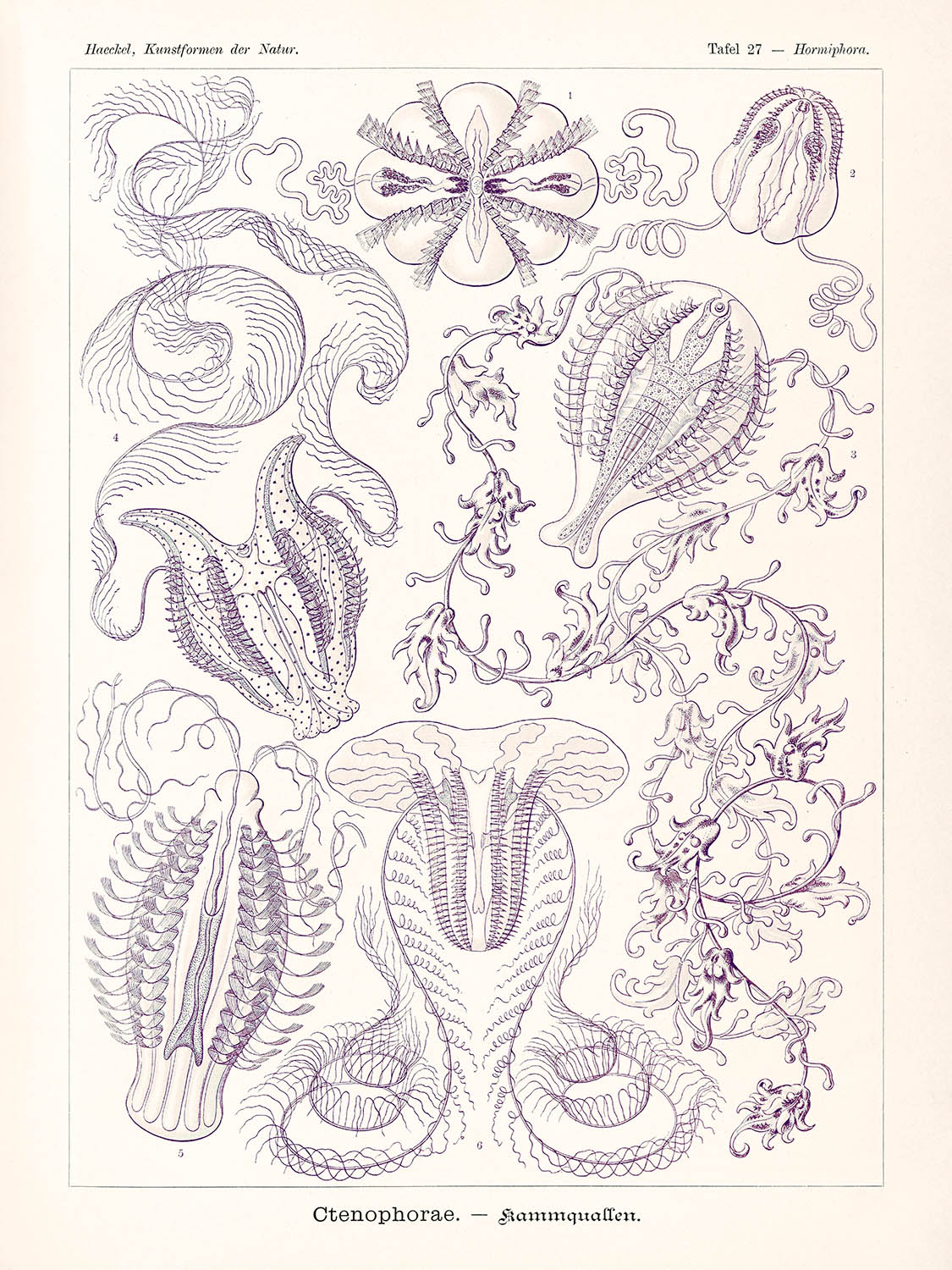 Kammquallen (Ctenophorae Kammquallen) von Ernst Haeckel, 1904 