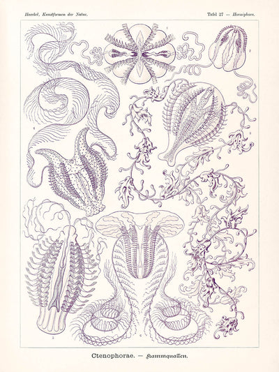 Kammquallen (Ctenophorae Kammquallen) von Ernst Haeckel, 1904 