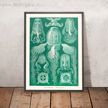 Méduse boîte (Cubomedusae Wüfrelquallen) par Ernst Haeckel, 1904 