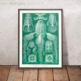 Box-Jellyfish (Cubomedusae Wüfquallen) von Ernst Haeckel, 1904 