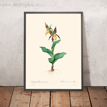 Cypripedium Calceolus (orquídea zapatilla de dama) de Pierre-Joseph Redouté, 1827