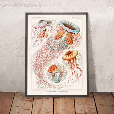 Umbrella Medusa Jellyfish (Discomedusae Scheibenquallen) by Ernst Haeckel, 1904