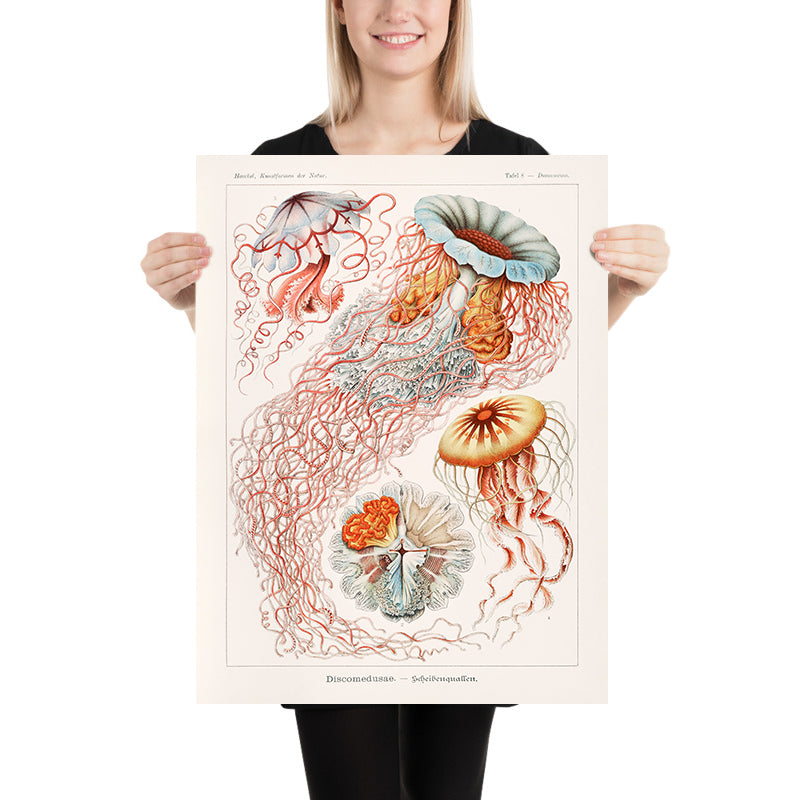 Umbrella Medusa Jellyfish (Discomedusae Scheibenquallen) by Ernst Haeckel, 1904