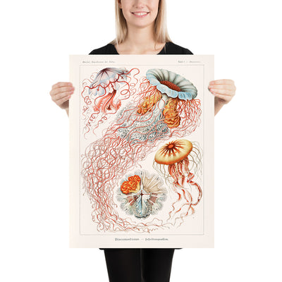 Umbrella Medusa Jellyfish (Discomedusae Scheibenquallen) by Ernst Haeckel, 1904