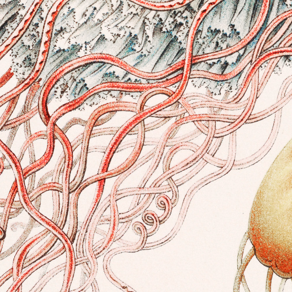 Umbrella Medusa Jellyfish (Discomedusae Scheibenquallen) by Ernst Haeckel, 1904