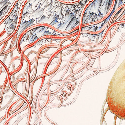Umbrella Medusa Jellyfish (Discomedusae Scheibenquallen) by Ernst Haeckel, 1904