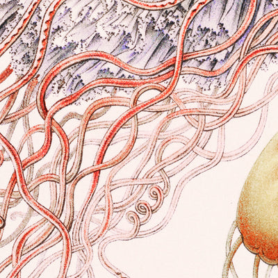 Umbrella Medusa Jellyfish (Discomedusae Scheibenquallen) by Ernst Haeckel, 1904