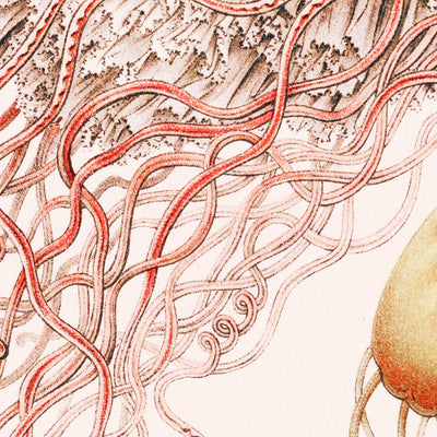 Umbrella Medusa Jellyfish (Discomedusae Scheibenquallen) by Ernst Haeckel, 1904