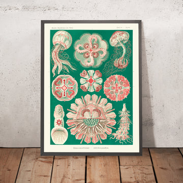 Medusa Simétrica Hermosa (Discomedusae Schweibenquallen) de Ernst Haeckel, 1904 