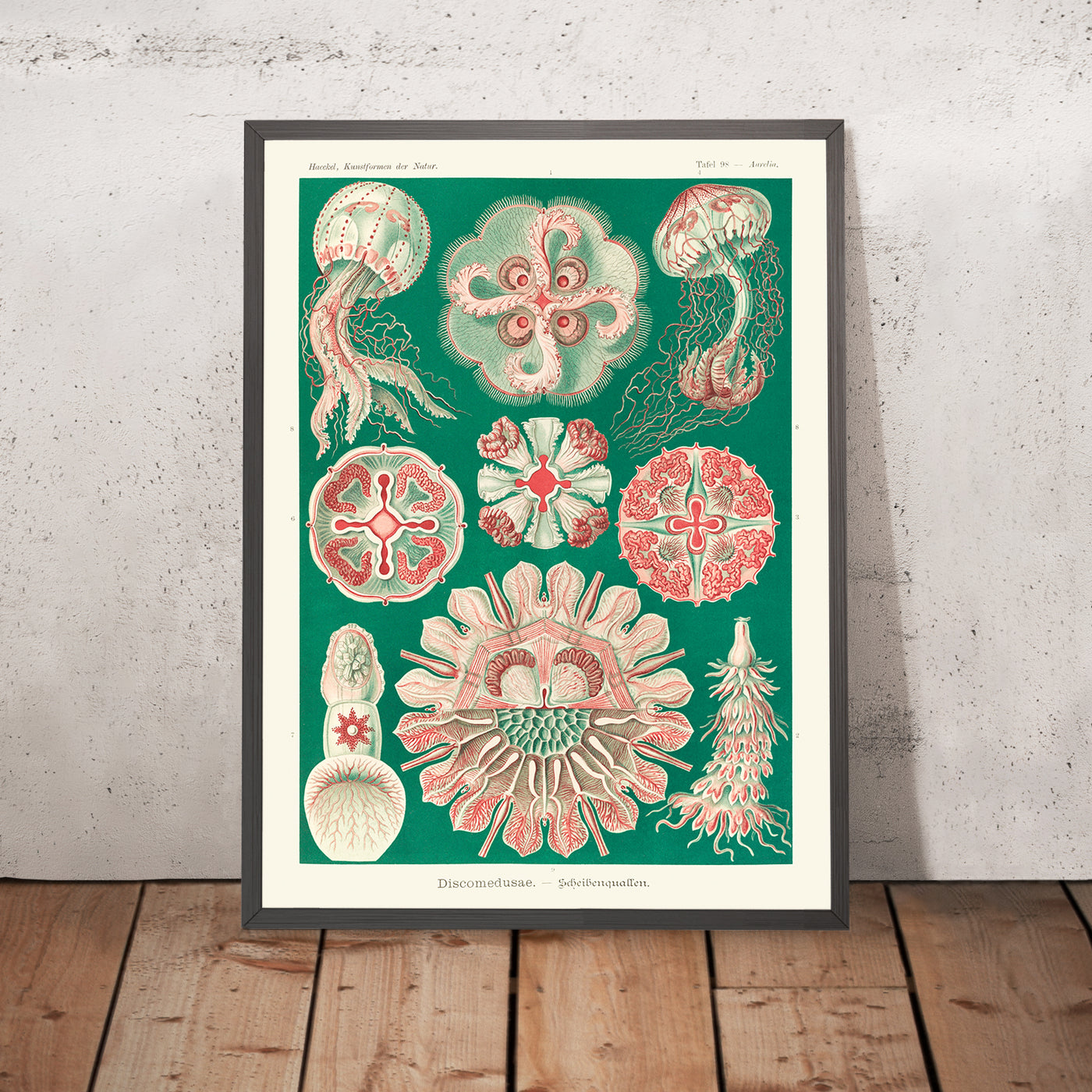 Schöne symmetrische Quallen (Discomedusae Schweibenquallen) von Ernst Haeckel, 1904 