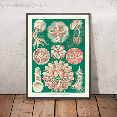 Schöne symmetrische Quallen (Discomedusae Schweibenquallen) von Ernst Haeckel, 1904 