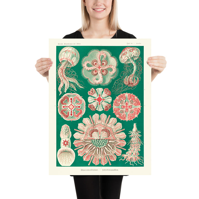 Schöne symmetrische Quallen (Discomedusae Schweibenquallen) von Ernst Haeckel, 1904 