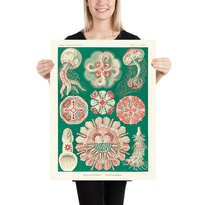 Schöne symmetrische Quallen (Discomedusae Schweibenquallen) von Ernst Haeckel, 1904 