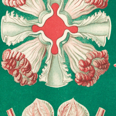 Schöne symmetrische Quallen (Discomedusae Schweibenquallen) von Ernst Haeckel, 1904 