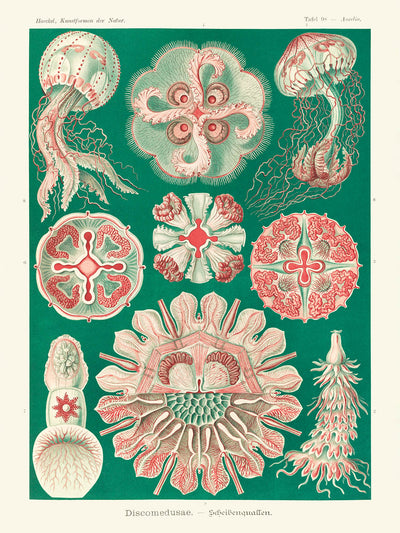 Schöne symmetrische Quallen (Discomedusae Schweibenquallen) von Ernst Haeckel, 1904 