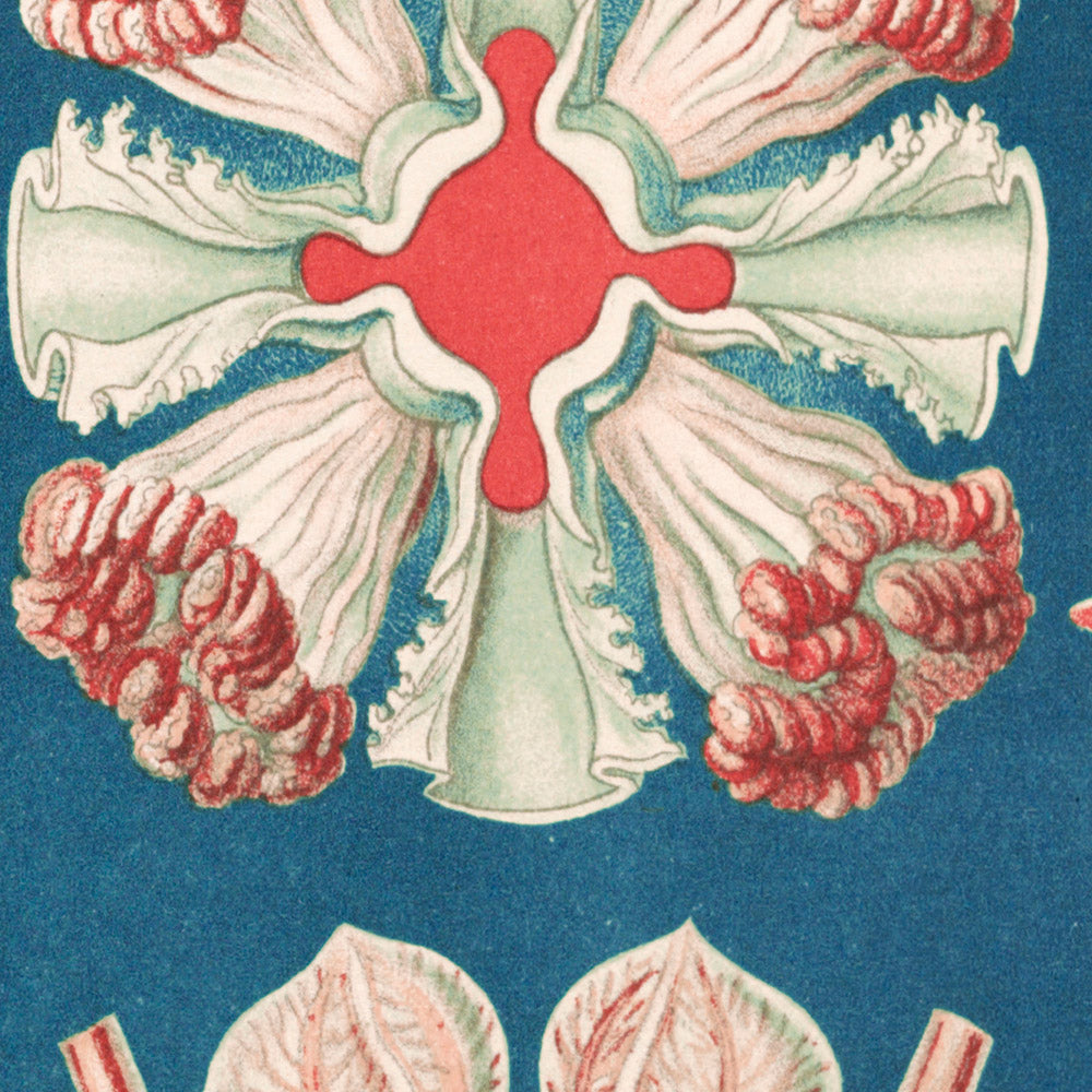 Schöne symmetrische Quallen (Discomedusae Schweibenquallen) von Ernst Haeckel, 1904 