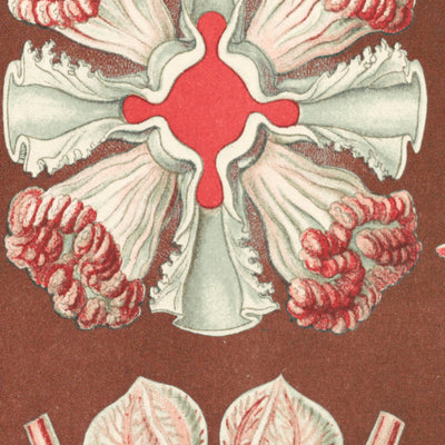 Schöne symmetrische Quallen (Discomedusae Schweibenquallen) von Ernst Haeckel, 1904 