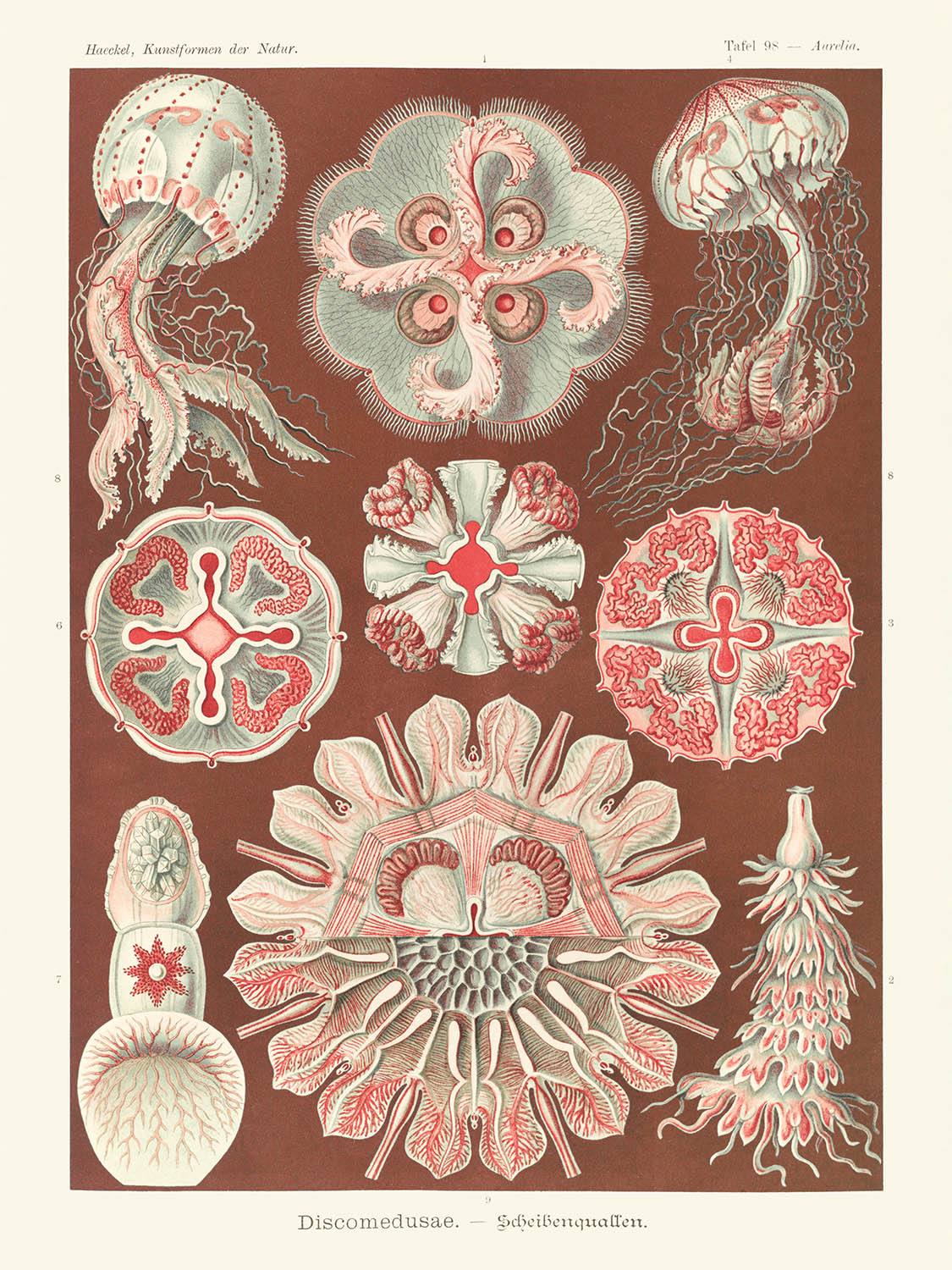 Schöne symmetrische Quallen (Discomedusae Schweibenquallen) von Ernst Haeckel, 1904 