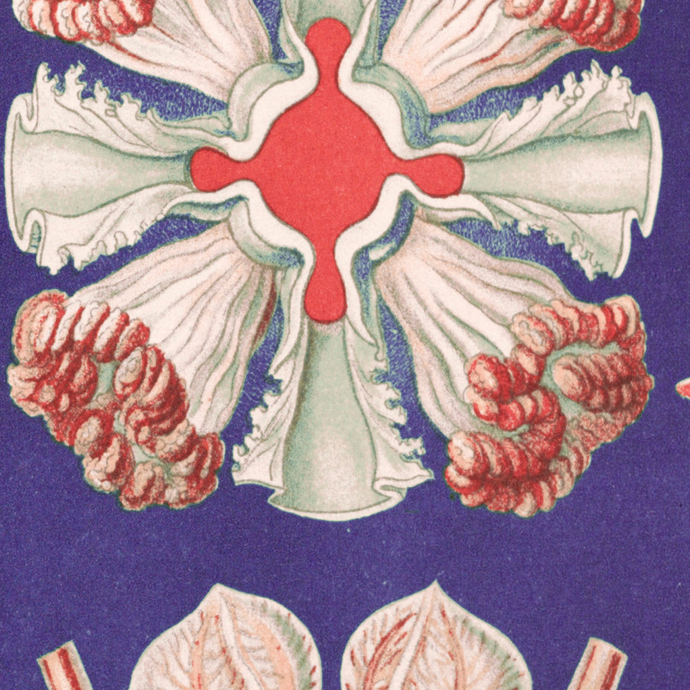 Schöne symmetrische Quallen (Discomedusae Schweibenquallen) von Ernst Haeckel, 1904 