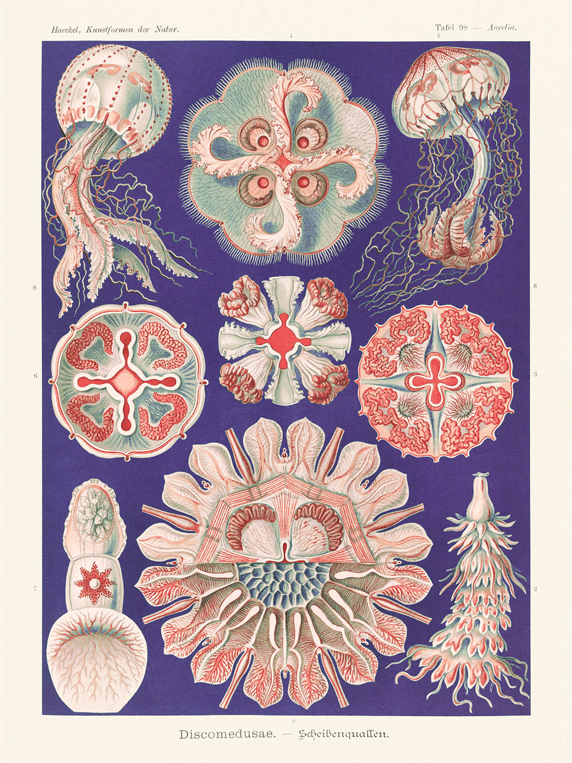Schöne symmetrische Quallen (Discomedusae Schweibenquallen) von Ernst Haeckel, 1904 