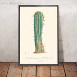 Ilustración botánica del cactus Euphorbia Officinarum por Pierre-Joseph Redouté, 1827 