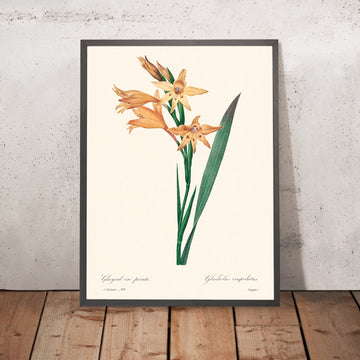 Gladiolus Botanical Illustration by Pierre-Joseph Redouté, 1827