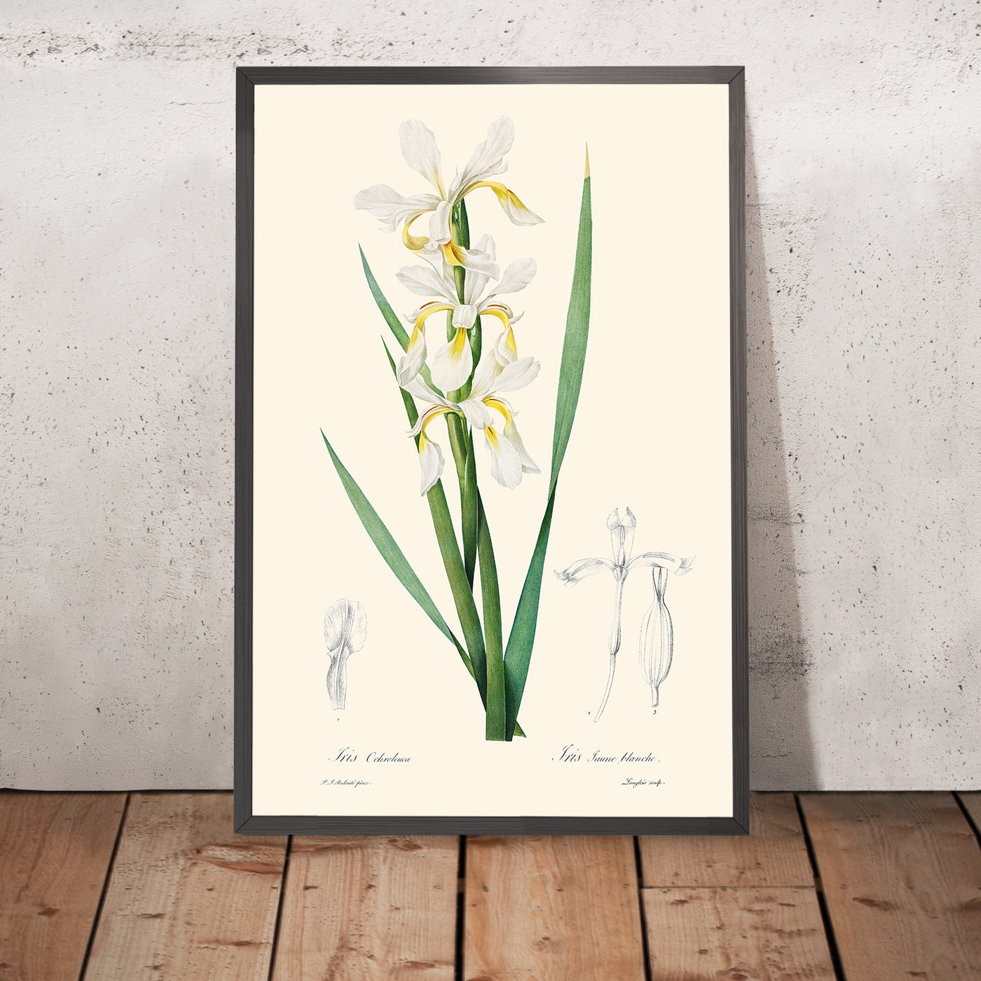 Gold-Banded Iris Botanische Illustration von Pierre-Joseph Redouté, 1827 