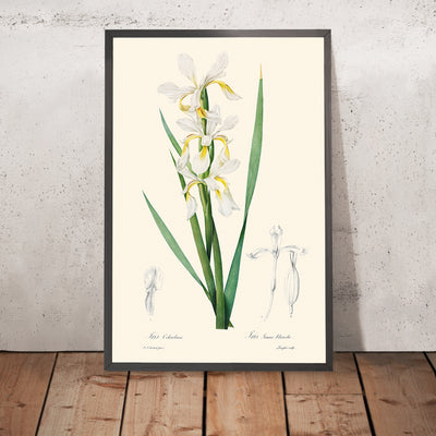 Gold-Banded Iris Botanische Illustration von Pierre-Joseph Redouté, 1827 