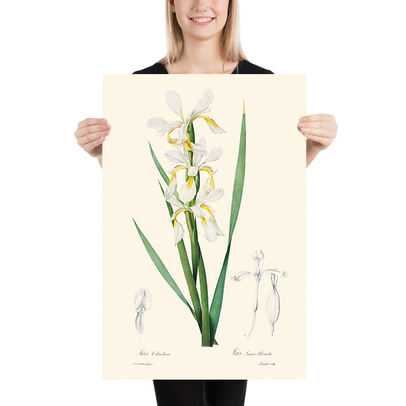 Gold-Banded Iris Botanische Illustration von Pierre-Joseph Redouté, 1827 