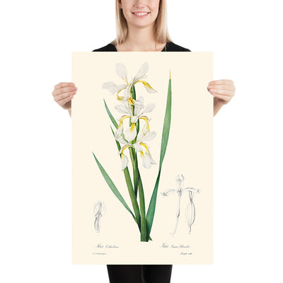 Gold-Banded Iris Botanische Illustration von Pierre-Joseph Redouté, 1827 