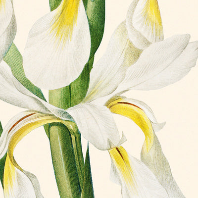 Gold-Banded Iris Botanische Illustration von Pierre-Joseph Redouté, 1827 