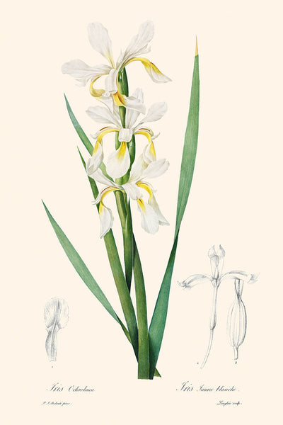 Gold-Banded Iris Botanische Illustration von Pierre-Joseph Redouté, 1827 