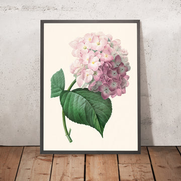 Hydrangea Botanical Illustration by Pierre-Joseph Redouté, 1827