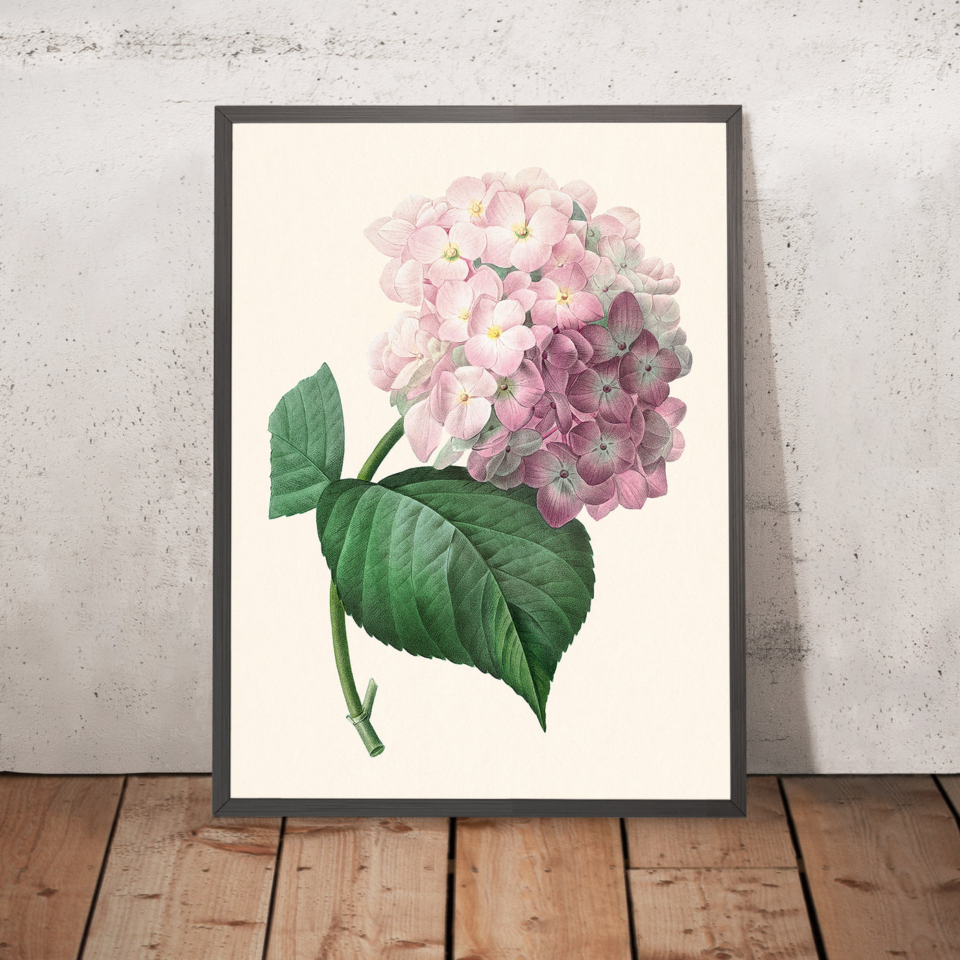 Hydrangea Botanical Illustration by Pierre-Joseph Redouté, 1827