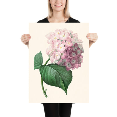 Hydrangea Botanical Illustration by Pierre-Joseph Redouté, 1827