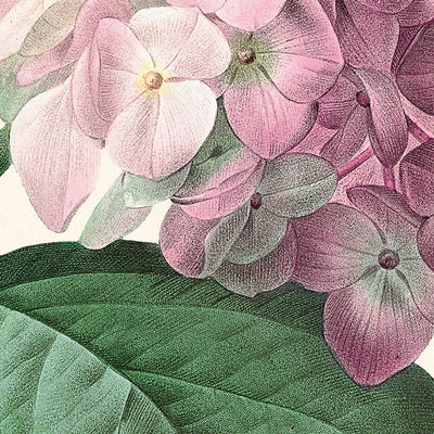 Hydrangea Botanical Illustration by Pierre-Joseph Redouté, 1827