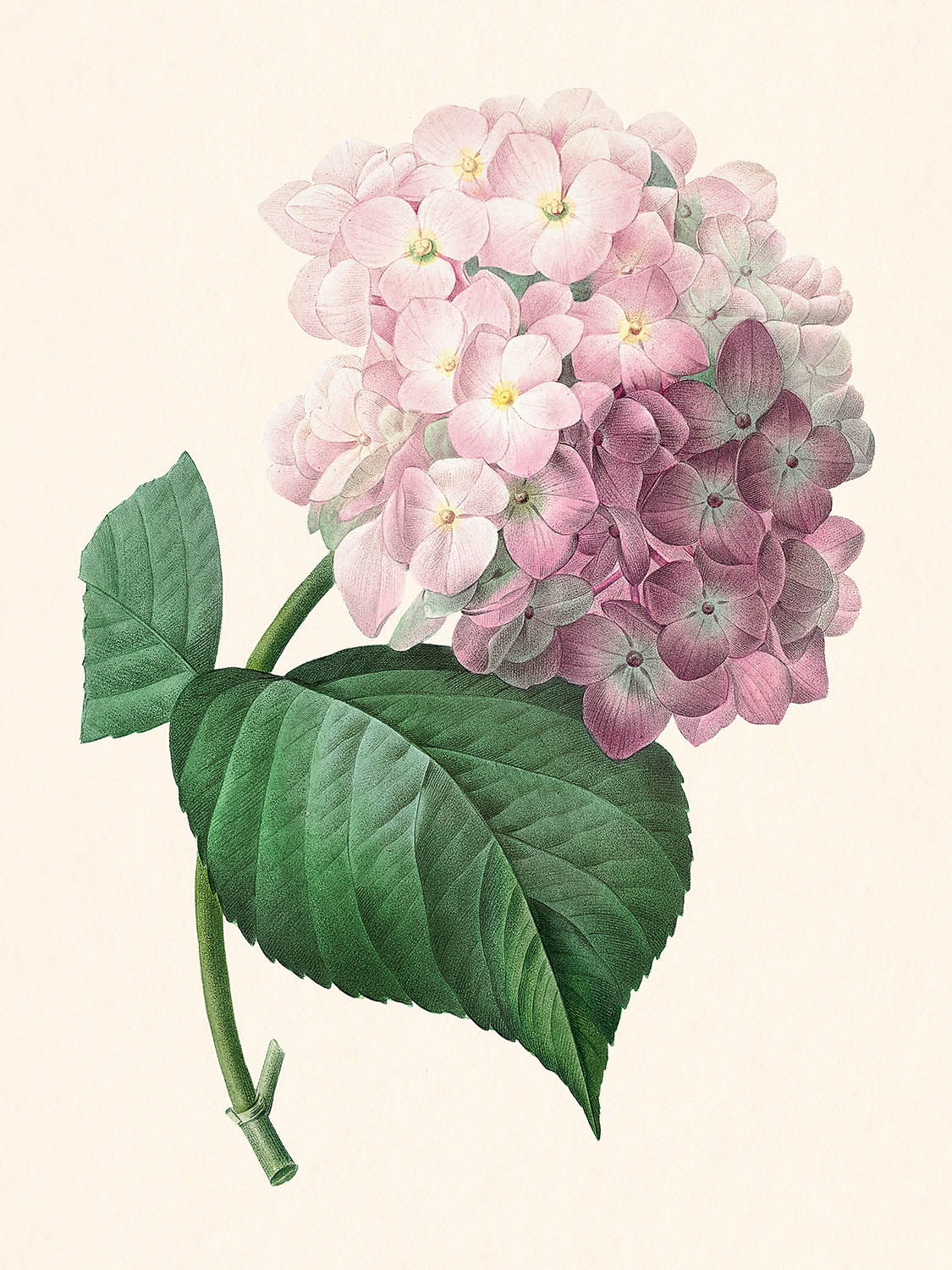 Hydrangea Botanical Illustration by Pierre-Joseph Redouté, 1827
