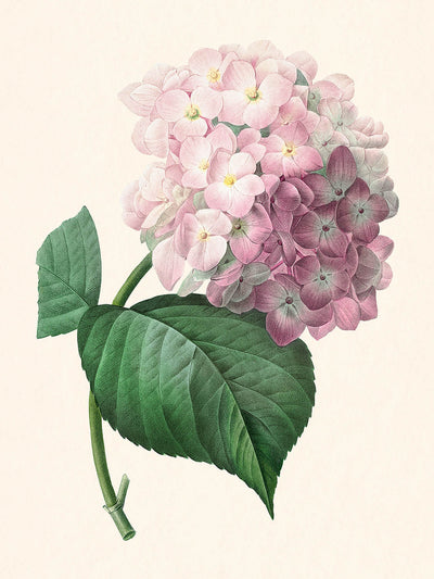 Hydrangea Botanical Illustration by Pierre-Joseph Redouté, 1827